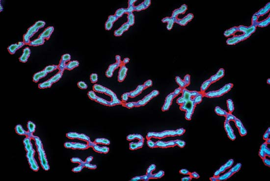 chromosomes