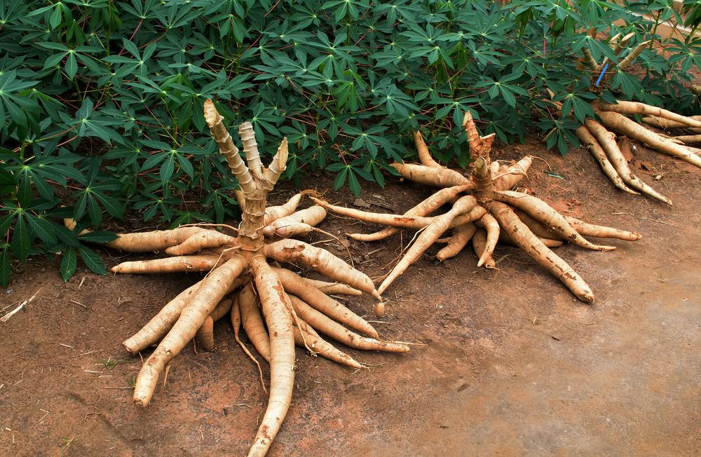 shutterstock_Cassava_chinnachote