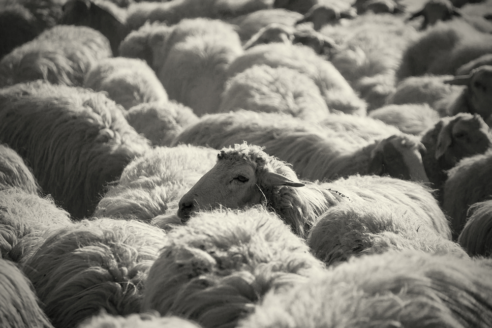 (EyeSeePictures/Shutterstock)